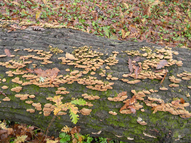 Alcuni ritrovamenti del 21.12.2010.